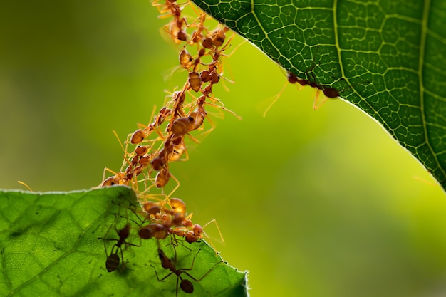 Trabajo en equipo de la unidad puente Ant