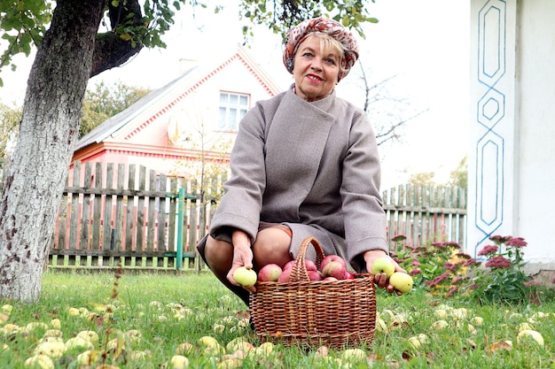 Trabajo estacional de los ancianos en los días de otoño una anciana con una chaqueta gris se sentó cerca de una canasta con manzanas en el jardín de otoño con el telón de fondo de una casa de pueblo