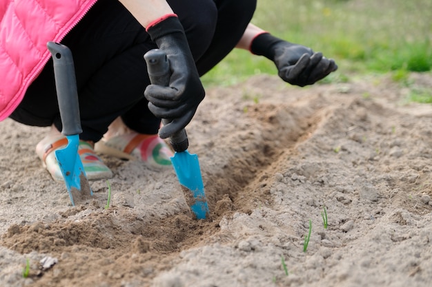 Trabajo estacional de primavera en primavera, plantación en suelo cultivado de semillas de calabaza