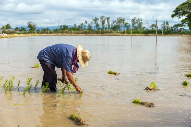 Trabajo de granjero. las plántulas de arroz están listas para plantar con enfoque suave y sobre luz en el