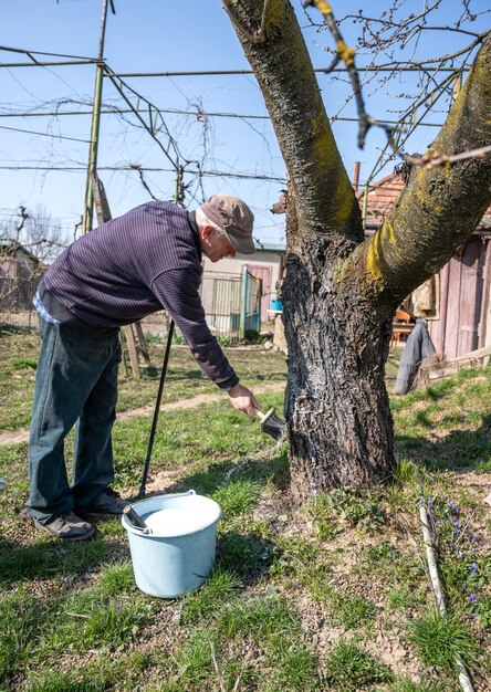 Trabajo de jardinería estacional. Granjero que blanquea el tronco del manzano. Protección del árbol frutal contra plagas.