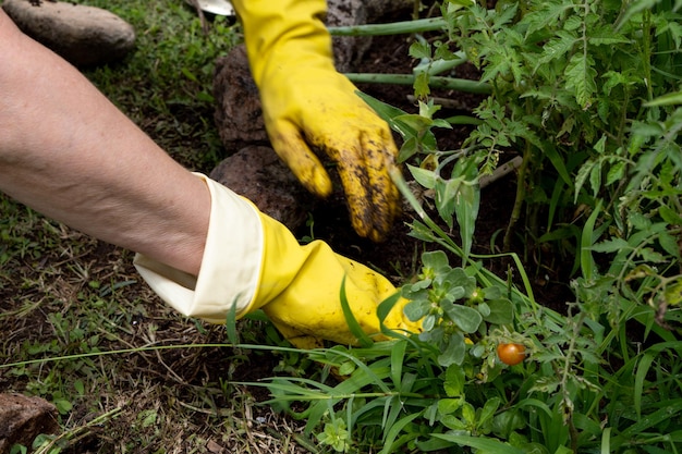 Trabajo de jardinería con guantes amarillos