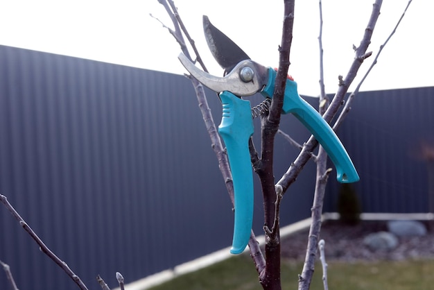 Foto trabajo de jardinería podado de ramas de árboles jóvenes