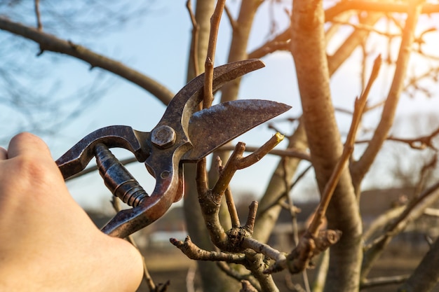 Trabajo de jardinería de primavera