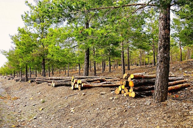 Trabajos de aclareo forestal entre pinos.