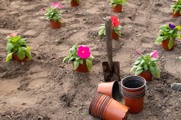 Trabajos en el jardín y macizo de flores: plantación de flores en macetas temporales en el suelo. Concepto de jardinería de primavera