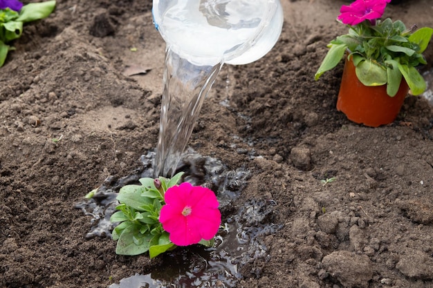 Trabajos en el jardín y macizo de flores: plantación de flores de petunia y riego. Concepto de jardinería de primavera