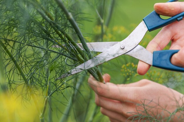 Trabalhador agrícola feminino colheita verde endro fresco