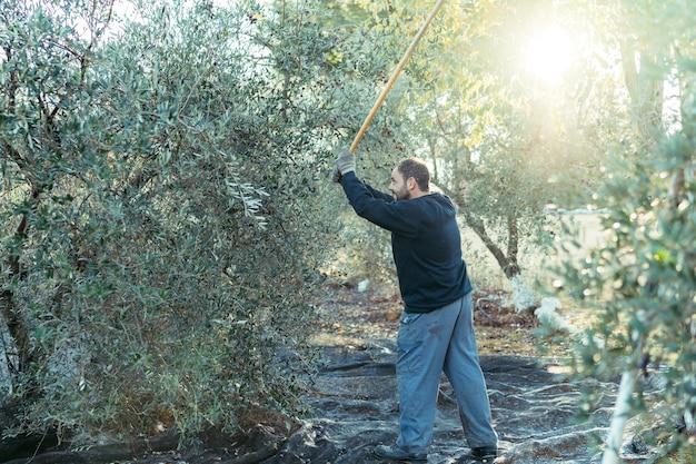 Trabalhador batendo nos galhos de uma oliveira com uma vara de madeira