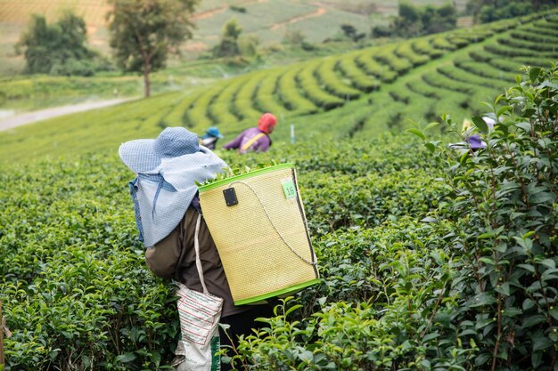 Foto trabalhador colhendo folhas de chá na plantação de chá choui fong, na província de chiangrai, no norte da tailândia.