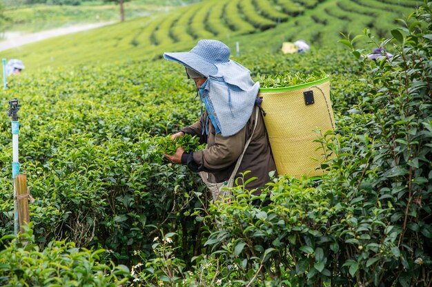 Trabalhador colhendo folhas de chá na plantação de chá choui fong, na província de chiangrai, no norte da tailândia.