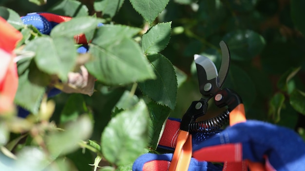Trabalhador corta arbusto com podador ao ar livre closeup