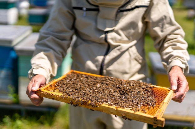 Trabalhador de apicultura segurando moldura com mel moldura de madeira de colmeia segurando nas mãos de especialistas