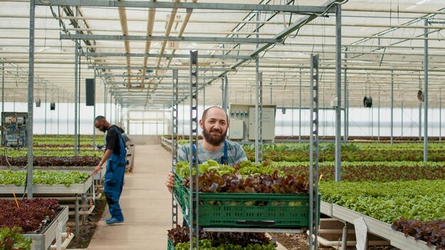 Trabalhador de estufa caucasiano sorridente cumprimentando colega de trabalho enquanto empurra prateleira de caixas com alface biológica cultivada sem pesticidas. Colhedor de fazenda orgânica preparando entrega de legumes para negócios locais.