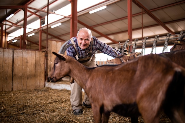 Trabalhador de fazenda cuidando de animais domésticos e brincando com cabras na casa da fazenda.