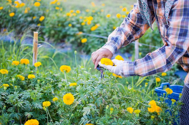 trabalhador de mulher ou jardineiro, mantendo a flor de calêndula no jardim