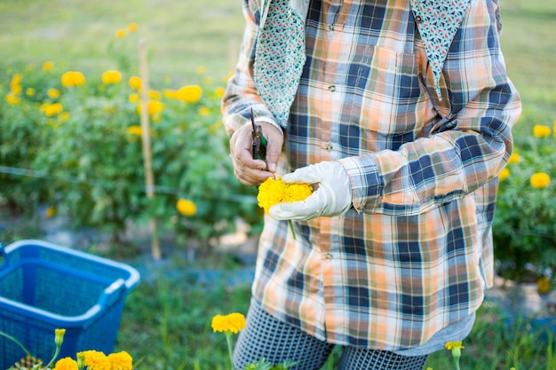 trabalhador de mulher ou jardineiro, mantendo a flor de calêndula no jardim