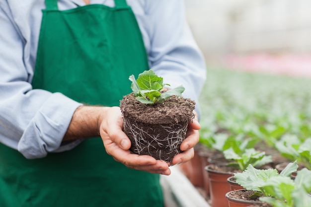 Trabalhador do centro de jardinagem que prende a planta fora de seu pote