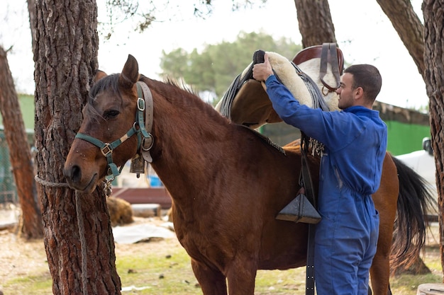 Trabalhador estável colocando a sela em um cavalo marrom, vista horizontal recortada