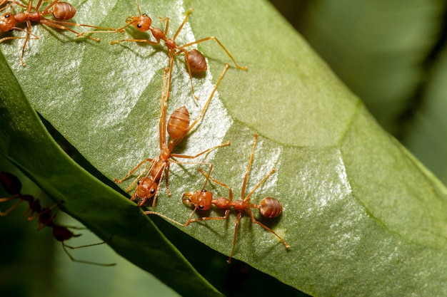 Trabalhador formiga estão construindo ninho na folha verde