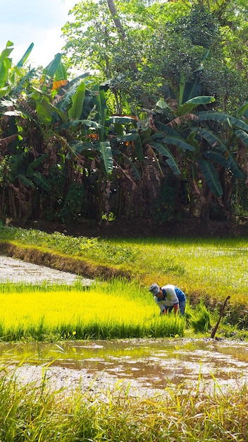 Trabalhador no campo de arroz