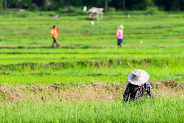 Trabalhador plantando arroz no campo