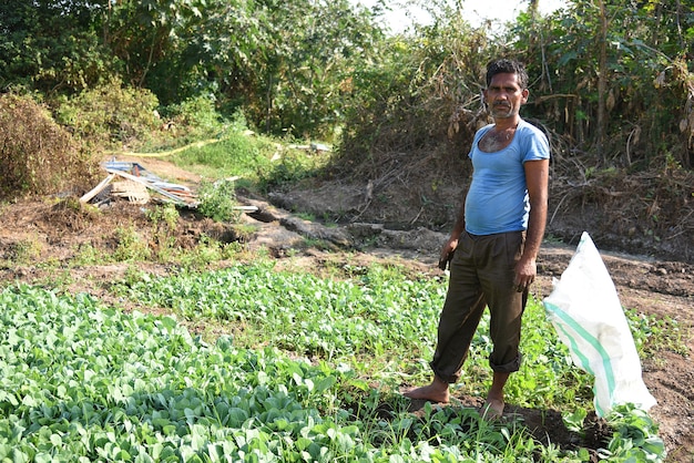 trabalhador rural indiano não identificado plantando repolho no campo e segurando um monte de pequena planta de repolho nas mãos na fazenda orgânica.