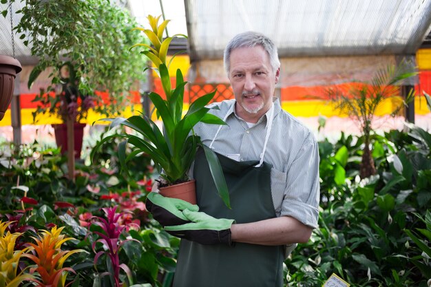 Trabalhador sorridente segurando uma planta em estufa