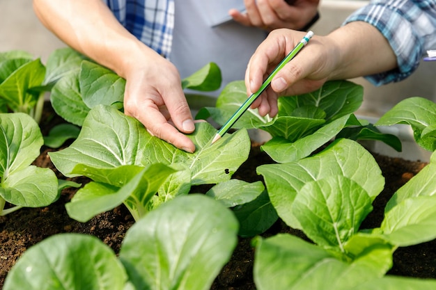 Trabalhador testando e coletando dados ambientais de vegetais orgânicos no jardim da fazenda com efeito de estufa