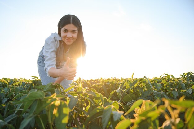 Foto trabalhadora agrícola caucasiana inspecionando soja no campo à noite de verão