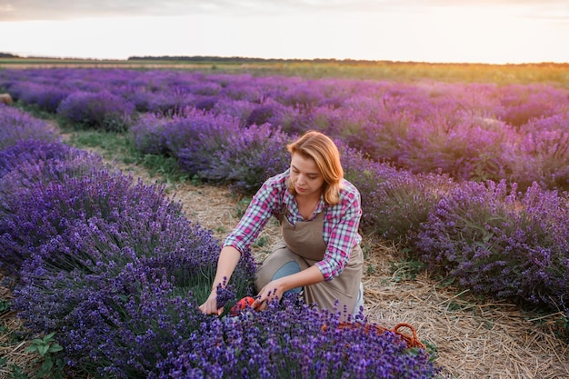 Trabalhadora profissional de uniforme cortando cachos de lavanda com tesoura em um campo de lavanda colhendo conceito de lavanda