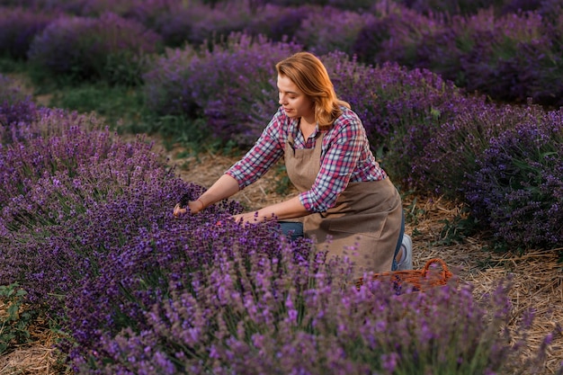 Trabalhadora profissional de uniforme cortando cachos de lavanda com tesoura em um campo de lavanda colhendo conceito de lavanda