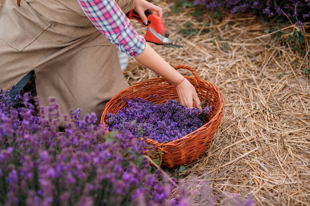 Trabalhadora profissional de uniforme cortando cachos de lavanda com tesoura em um campo de lavanda colhendo conceito de lavanda