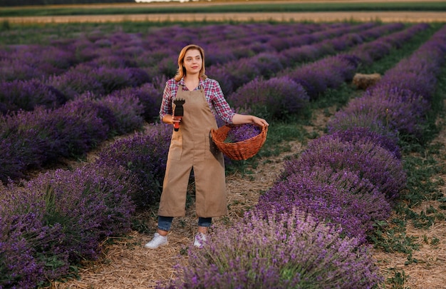 Foto trabalhadora profissional de uniforme segurando cesta com cachos cortados de lavanda e tesoura em um campo de lavanda colhendo conceito de lavanda