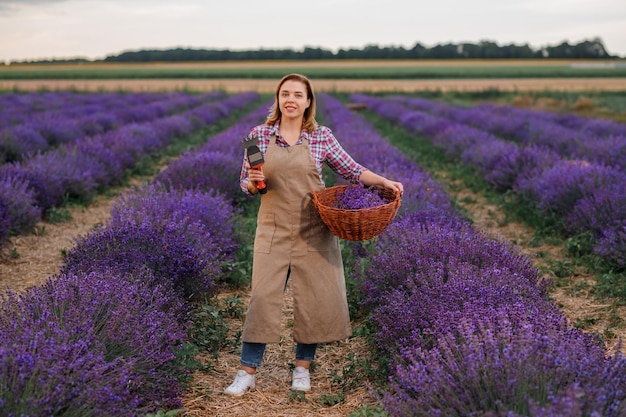 Trabalhadora profissional de uniforme segurando cesta com cachos cortados de lavanda e tesoura em um campo de lavanda colhendo conceito de lavanda