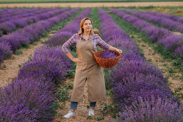 Trabalhadora profissional de uniforme segurando cesta com cachos cortados de lavanda e tesoura em um campo de lavanda colhendo conceito de lavanda