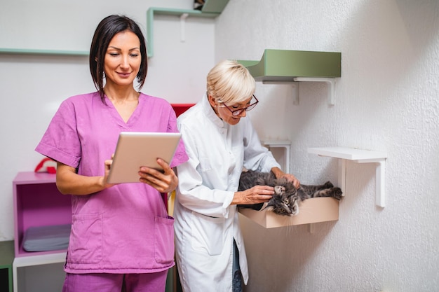 Trabalhadoras que trabalham em abrigo de animais e pensão para gatos.