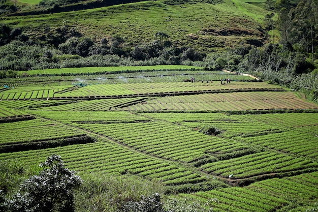 Trabalhadores agricultor rega e cultivar arrozal