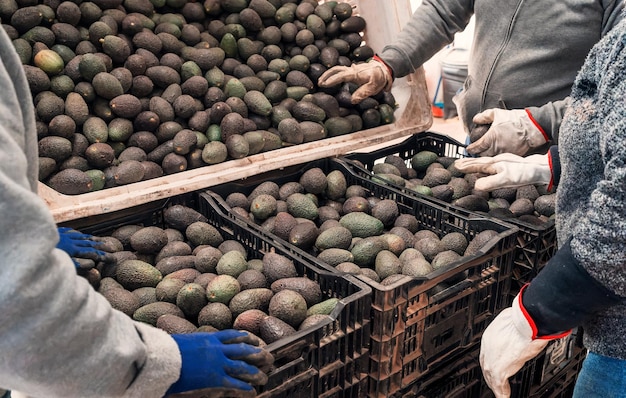 trabalhadores colocam abacate hass em caixa de plástico na fazenda ou visão de mão do mercado