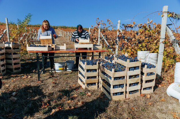 Trabalhadores da vinha um grupo de indivíduos que trabalham juntos para coletar a abundante colheita de uvas moldova