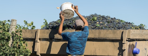 Foto trabalhadores despejam uvas azuis em um trailer em um vinhedo colheita de outono