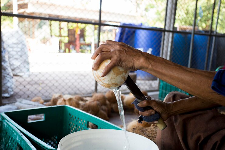 Foto trabalhadores manuseando cocos em uma fazenda orgânica na província de samut songkram, na tailândia