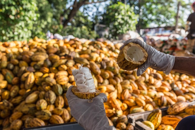 Trabalhadores preparando frutas frescas de cacau antes da fermentação