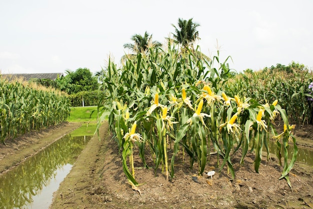 Trabalhadores tailandeses colhendo milho da fazenda de plantação de milho agrícola no campo em 19 de novembro de 2017 em Nonthaburi Tailândia