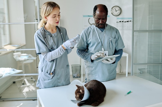 Trabalhadores veterinários trabalhando em equipe durante exame médico de gato doméstico no escritório