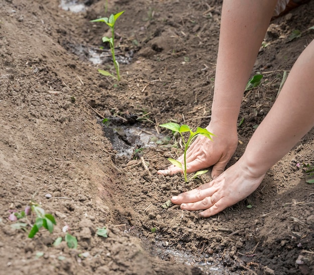 Trabalhar na horta mãos plantar mudas de pimenta