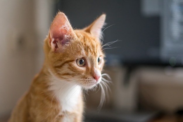 Trabalho a partir de casa. Gato ruivo dormindo embaixo do computador. Foto de alta qualidade