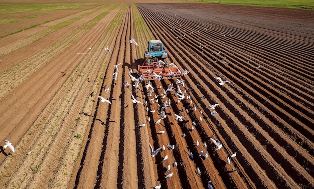 Trabalho agrícola em um agricultor trator semeia grãos. Pássaros famintos voam atrás do trator e comem grãos da terra arável.