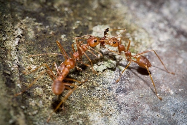 Trabalho de equipe Red Ant