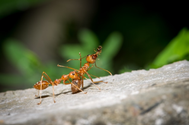 Trabalho de equipe Red Ant